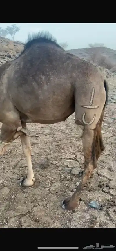 بكره ساحليه ملاقي للبيع 4