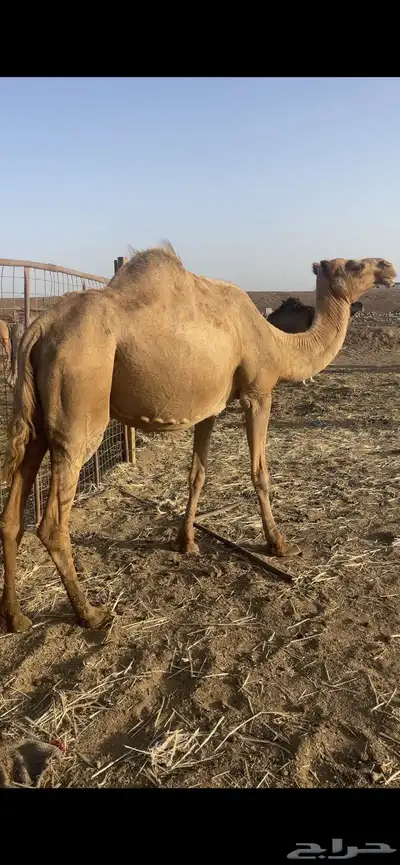 ملاقي تلد منيحه طيبه الحد 6500 1