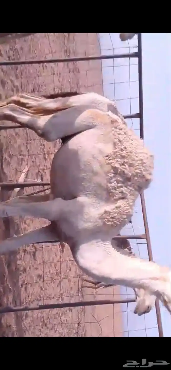 خمس قعدان مفاريد 1