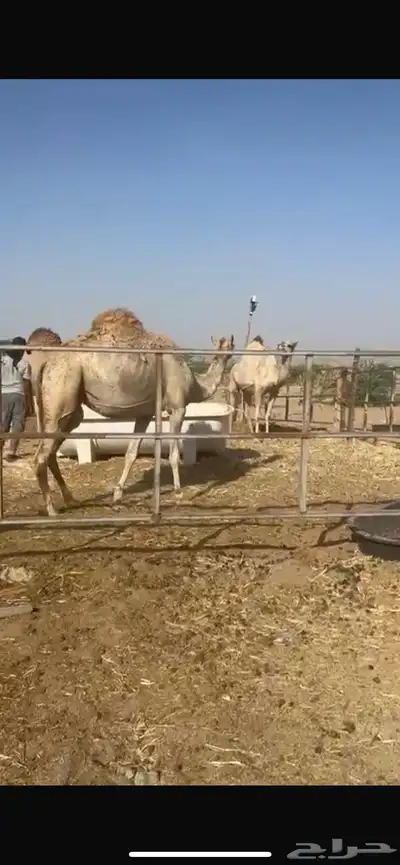 ملاقي بكره طيبه جرم وطول ما شاءالله 2
