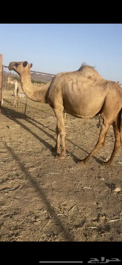 ملاقي تلد منيحه طيبه الحد 6500 0