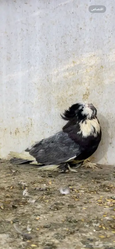 حمام بخاره 2