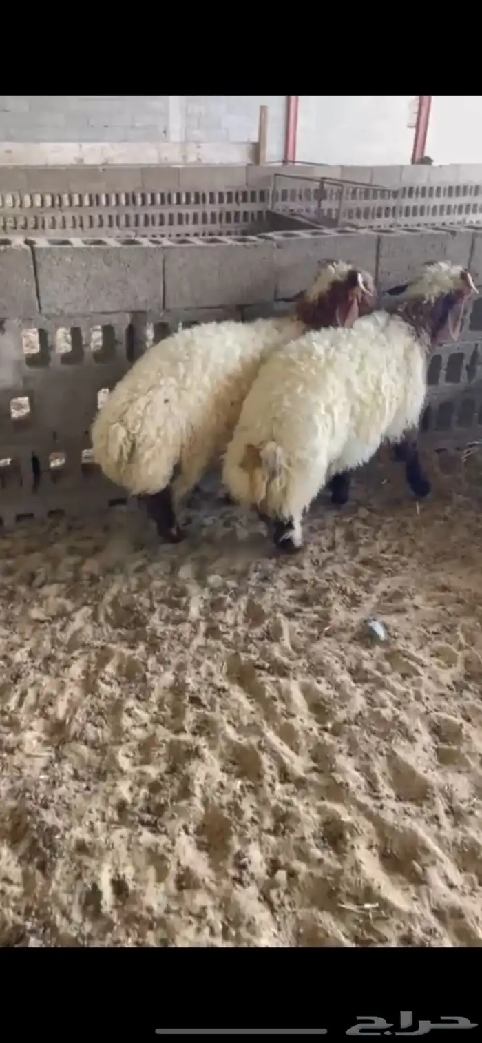 ذبايح نعيم 0