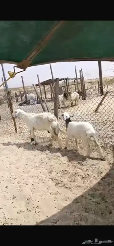 رغوث صافه تحتها رخل فل العمر فوق شهرين ديد سلم 3
