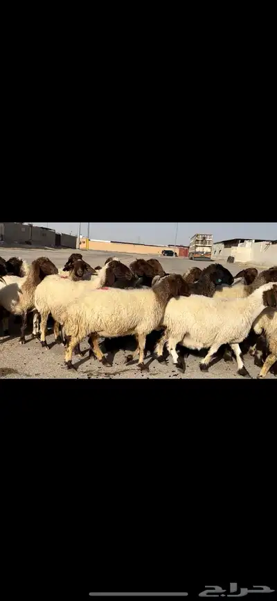 غنم نعيم مراح شرط الدفيع 10