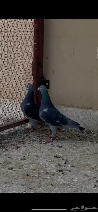 زوج زاجل سباق 1