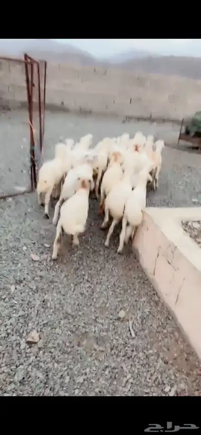 رخال وخرفان 2