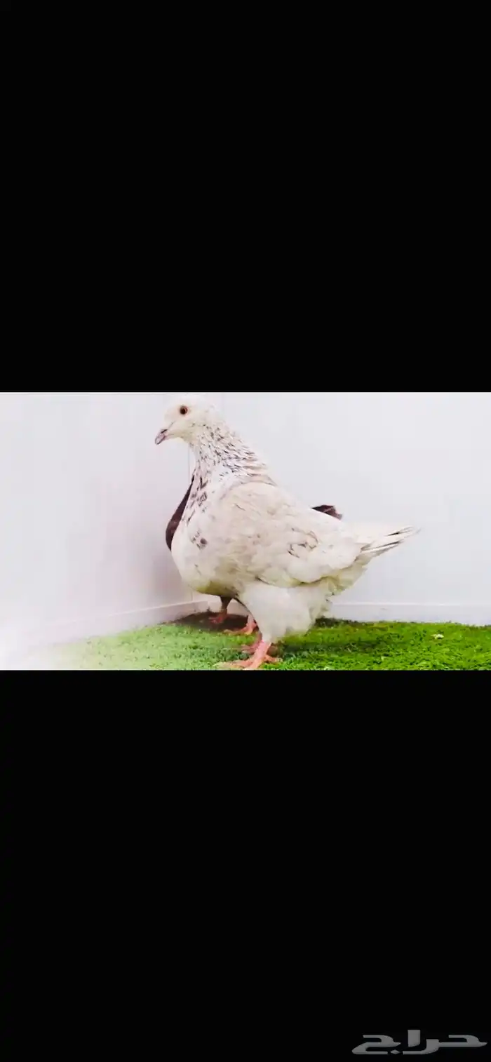 زوج تاكسن top 0