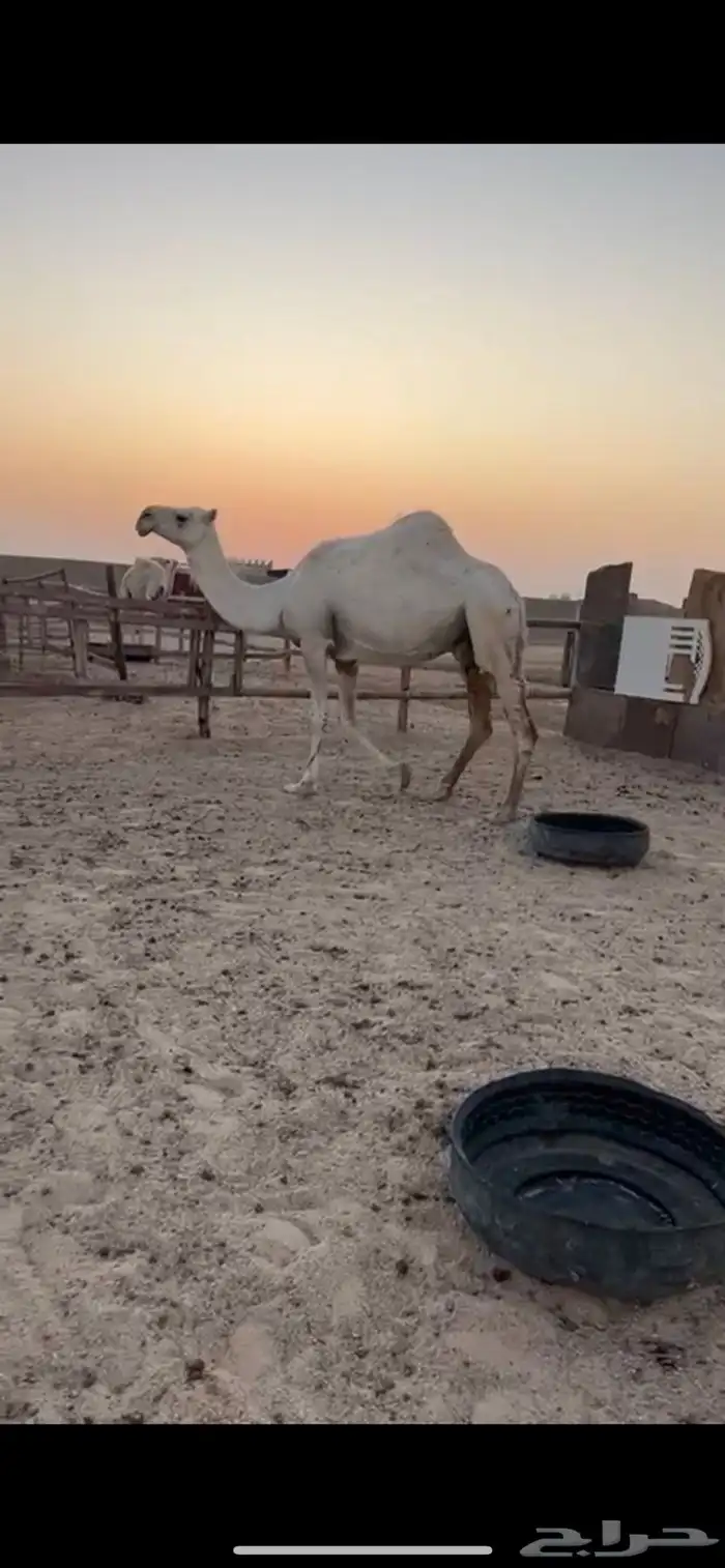 للبيع لقحه 0