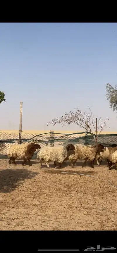 غنم نعيم صنف بفحلها 1