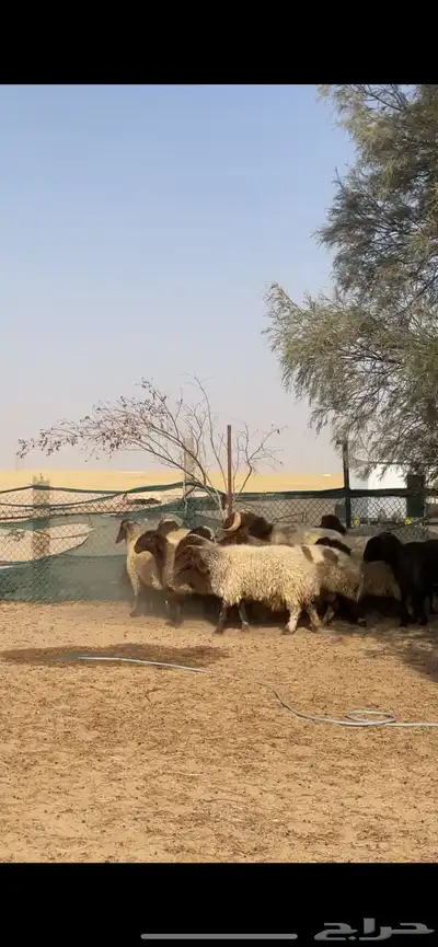 غنم نعيم صنف بفحلها 29