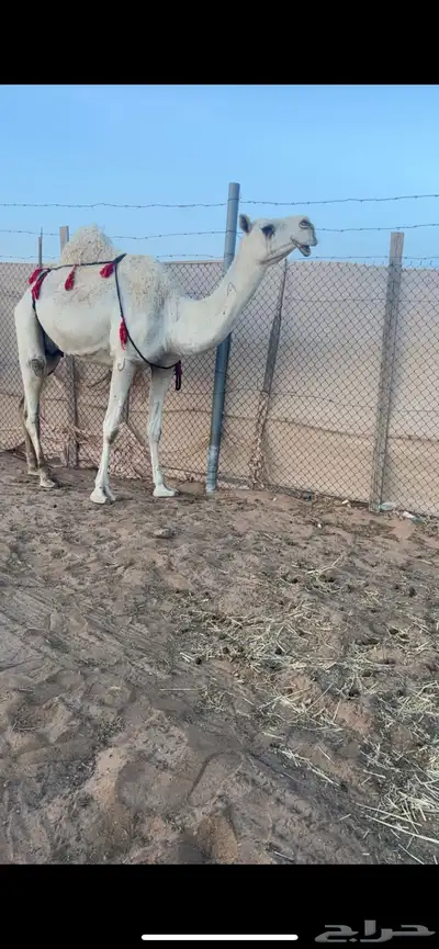 ضريبه وضحا منتج 1