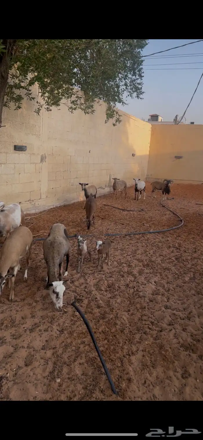 وعل 5