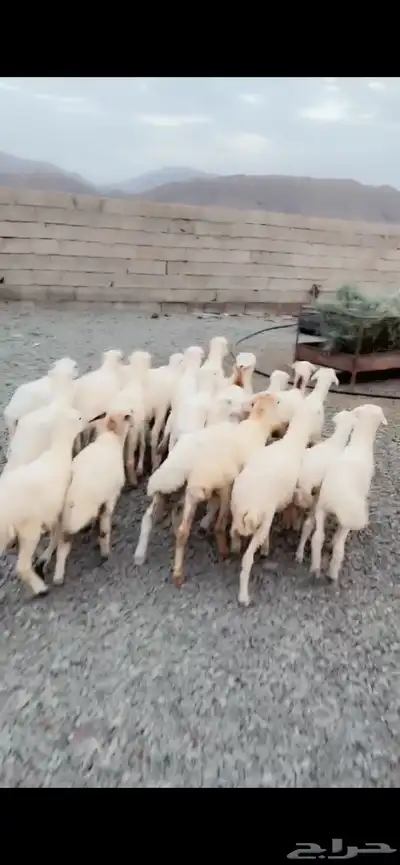 رخال وخرفان 0
