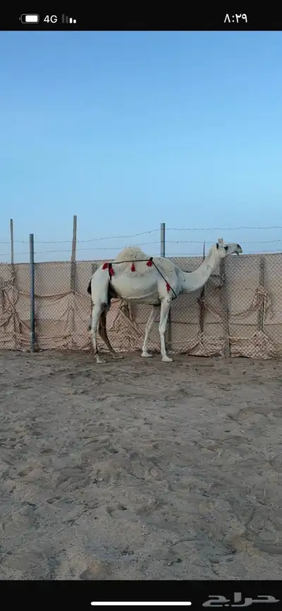 ضريبه وضحا منتج 0