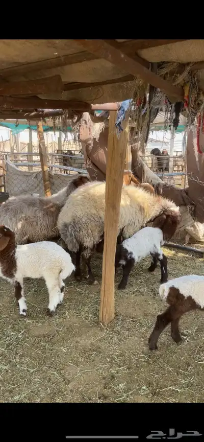 غنم نعيم صنف بفحلها 31