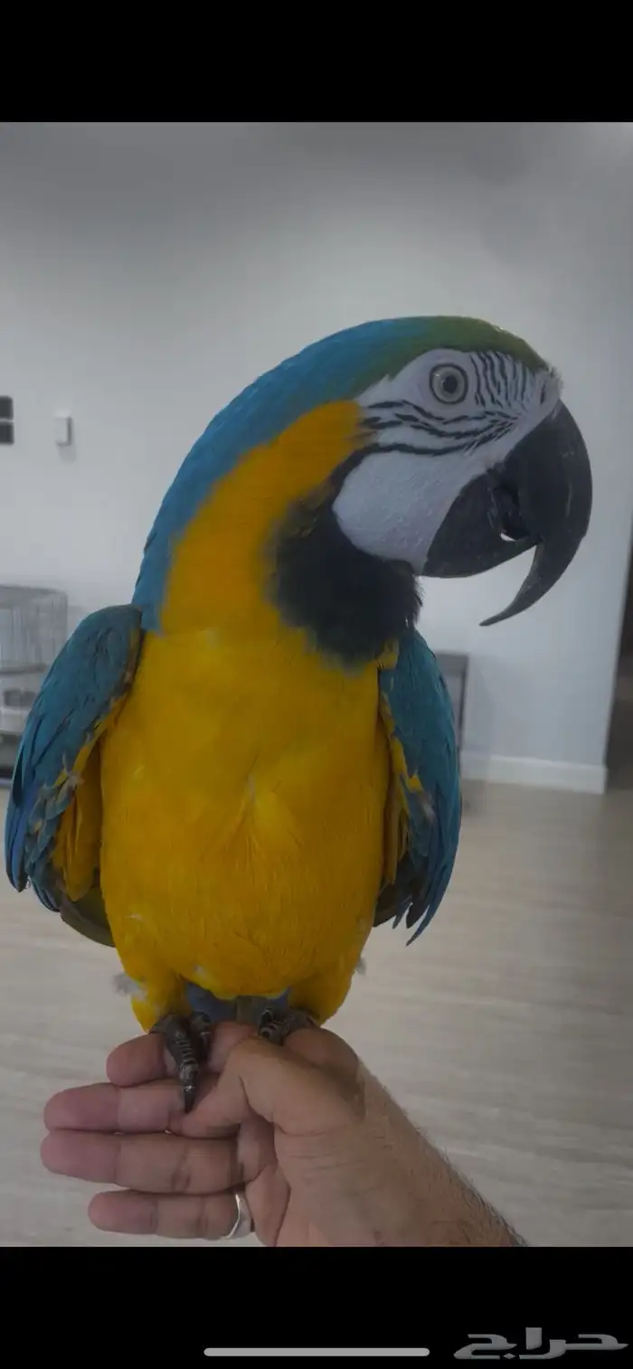 مكاو بلو اند قولد اليف ومتكلم ( تم البيع ) 5