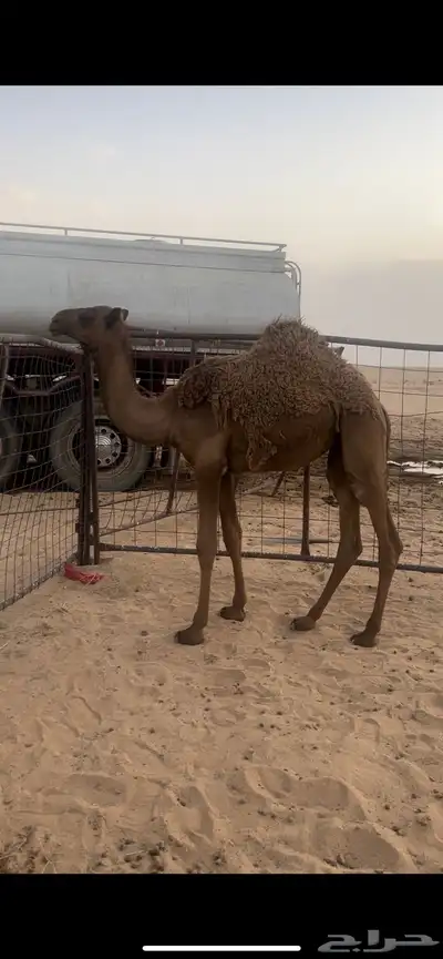 بكره شعلا 2