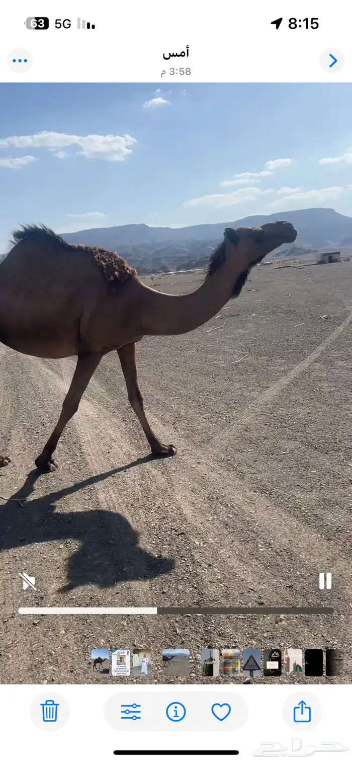 ناقه للبيع 0
