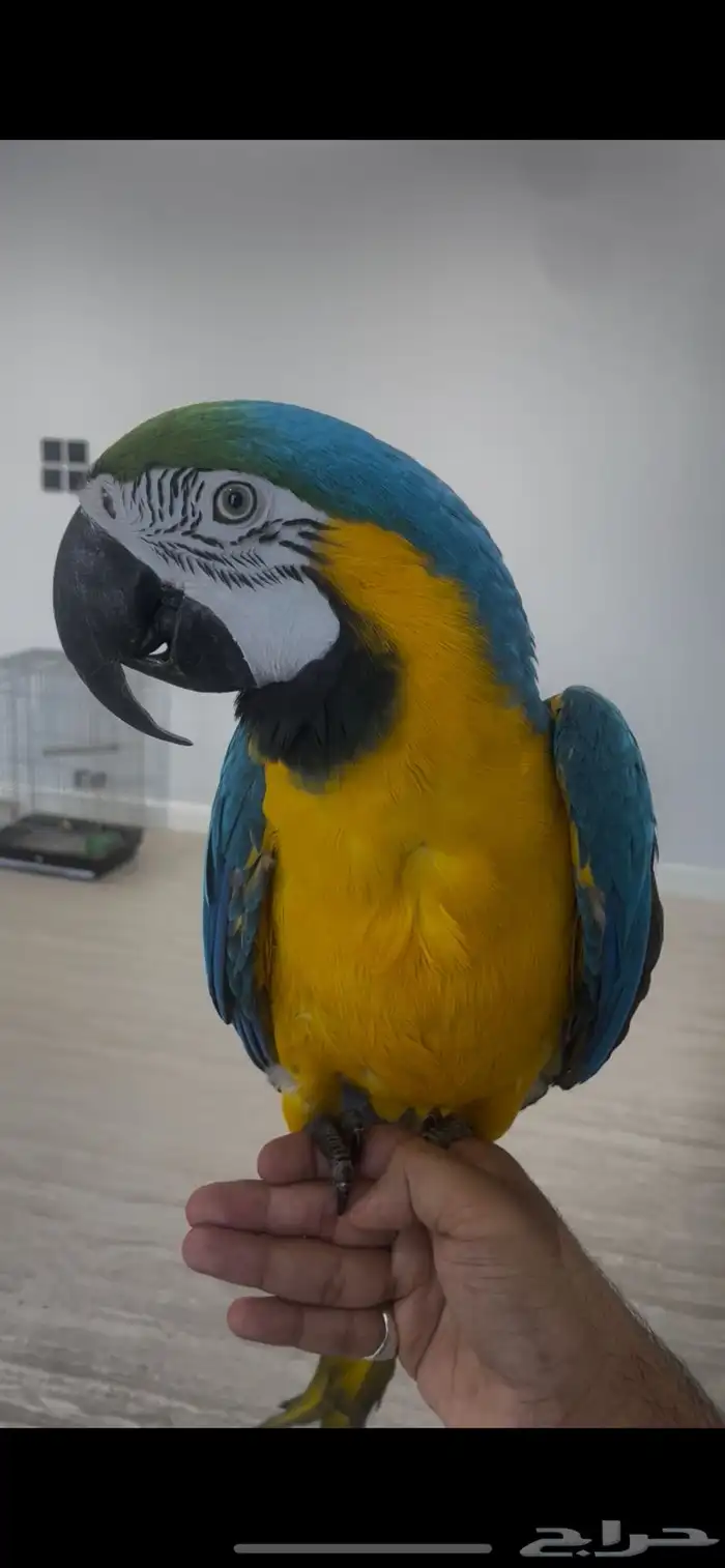 مكاو بلو اند قولد اليف ومتكلم ( تم البيع ) 0