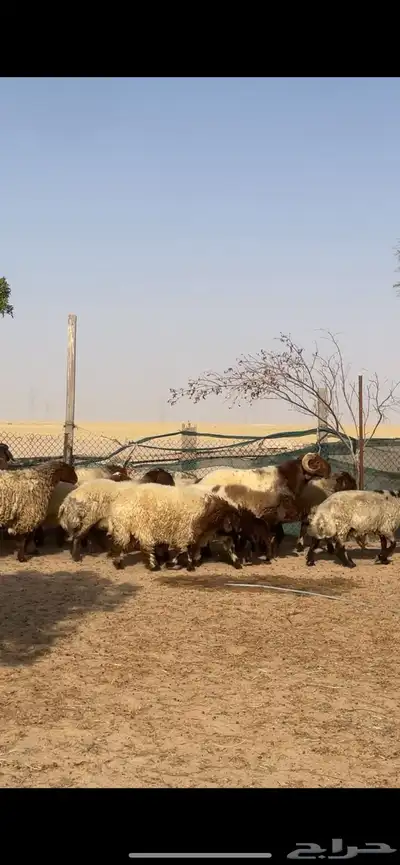 غنم نعيم صنف بفحلها 6
