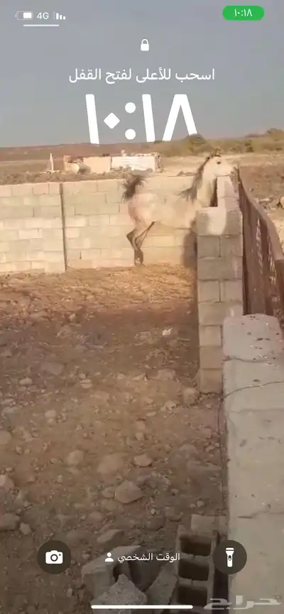 خيل  شعبي 1