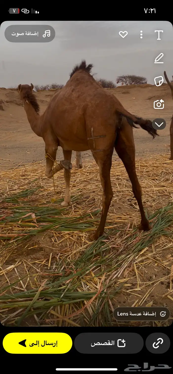 بكره رباع جنبه 0