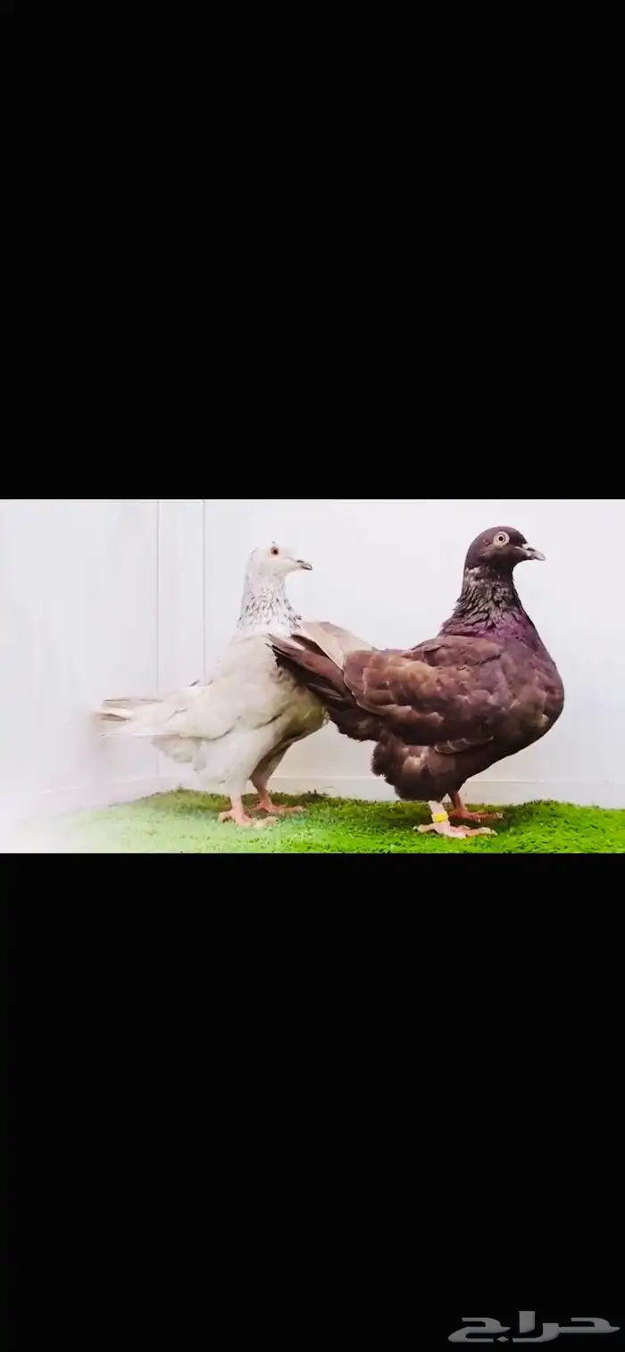زوج تاكسن top 1