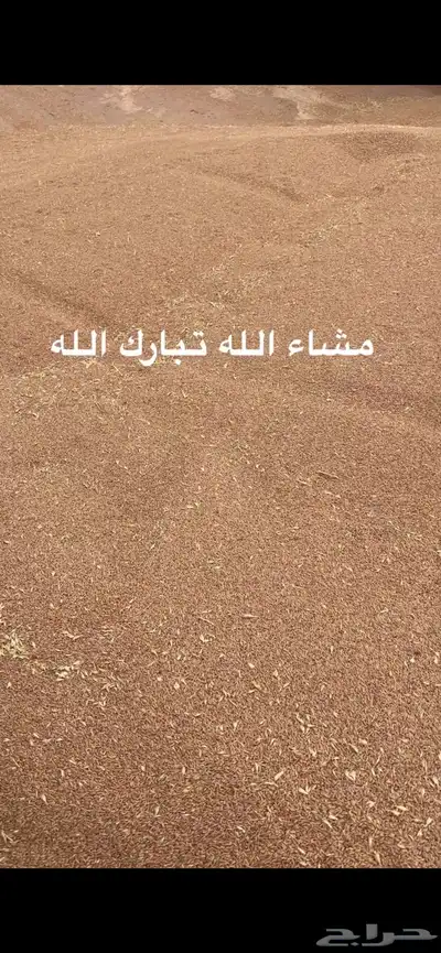 قمح معيه بدون كيماوي 2