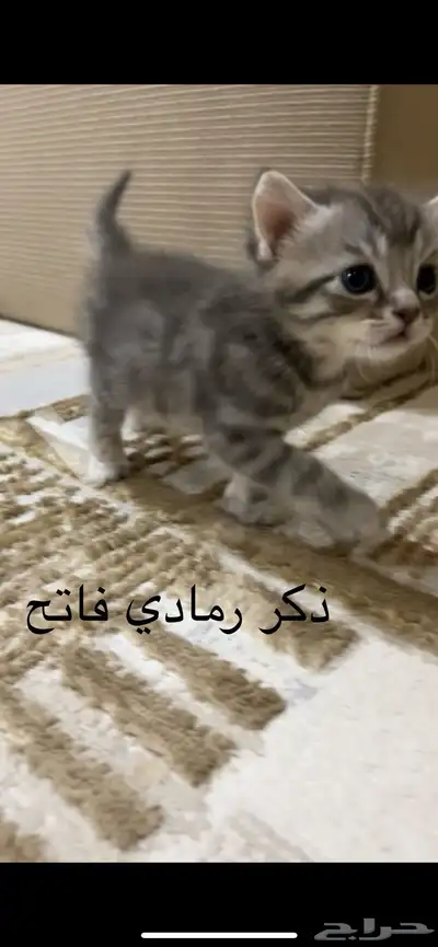تبني قطط 2