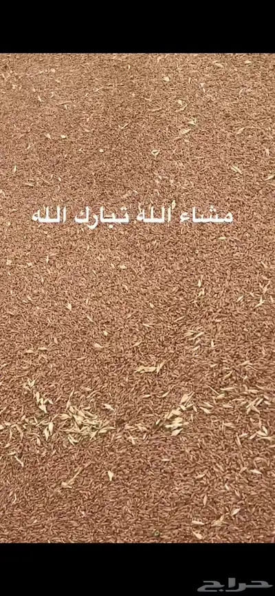 قمح معيه بدون كيماوي 1
