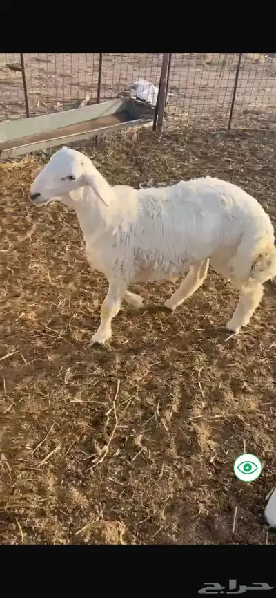 خروف حري صنف مميز فحل 0