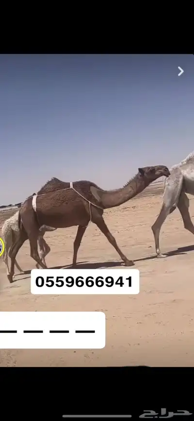 خفوت ثنو 1