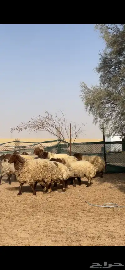 غنم نعيم صنف بفحلها 16