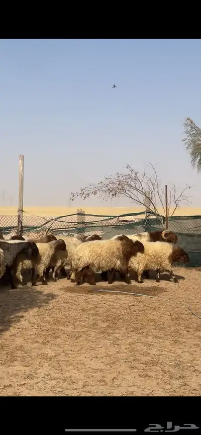 غنم نعيم صنف بفحلها 30