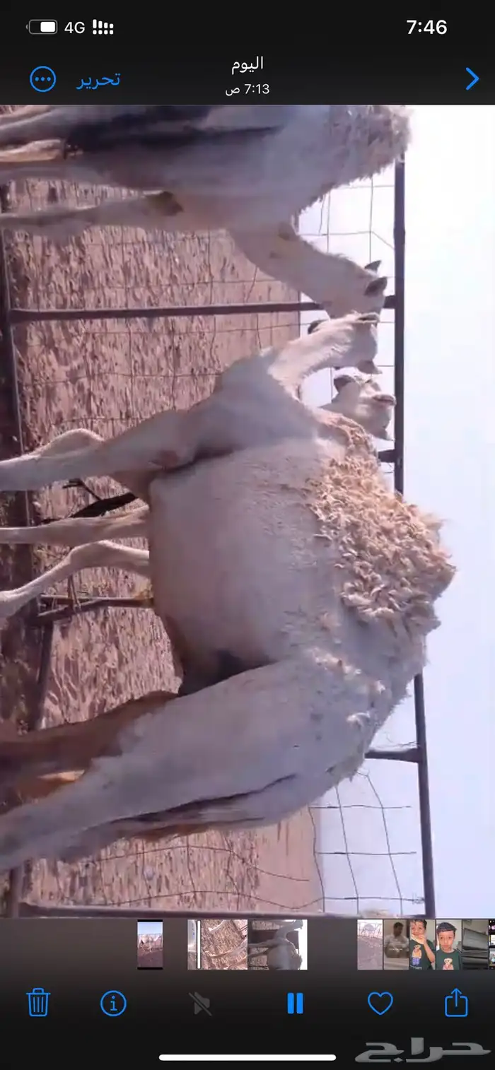 خمس قعدان مفاريد 2