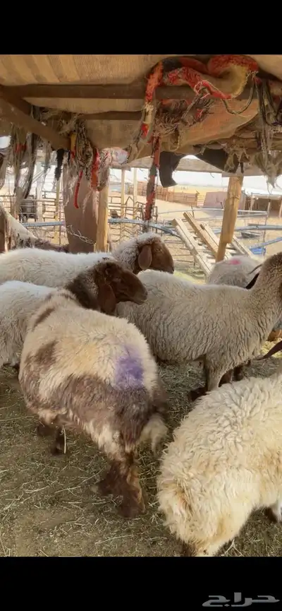 غنم نعيم صنف بفحلها 40
