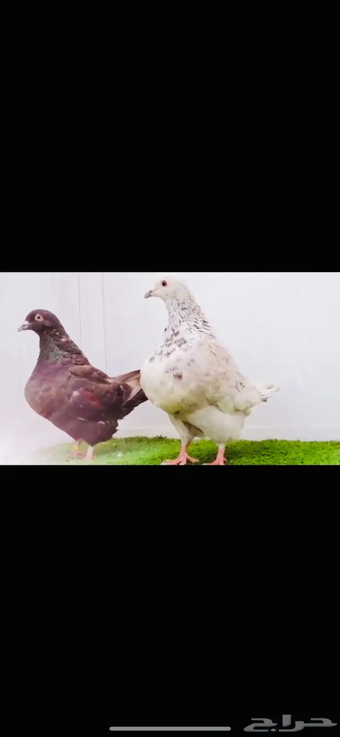 زوج تاكسن top 2
