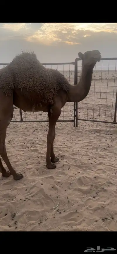 بكره شعلا 1