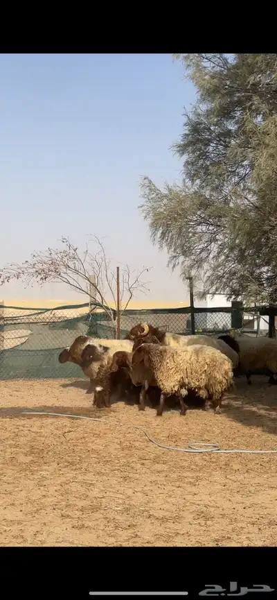 غنم نعيم صنف بفحلها 19