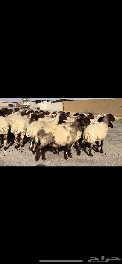 غنم نعيم مراح شرط الدفيع 2