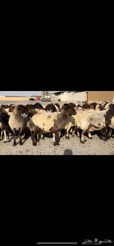 غنم نعيم مراح شرط الدفيع 5