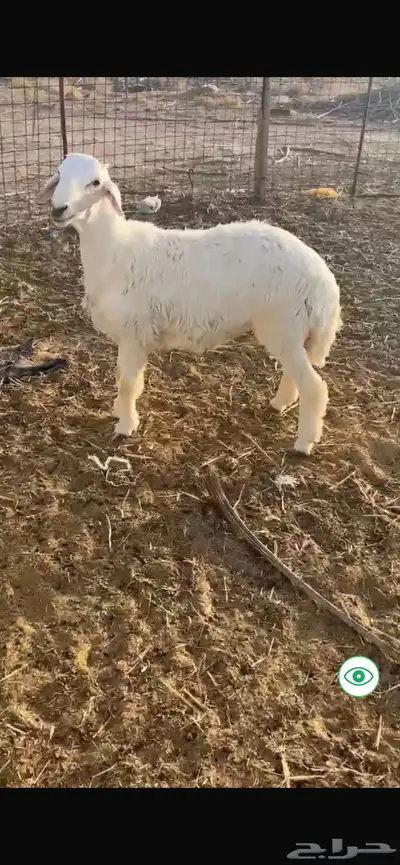 خروف حري صنف مميز فحل 1