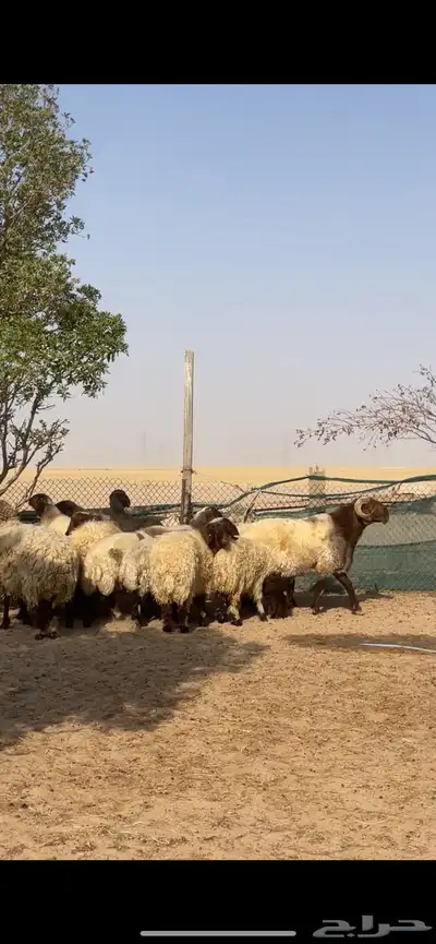 غنم نعيم صنف بفحلها 7
