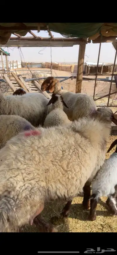غنم نعيم صنف بفحلها 34