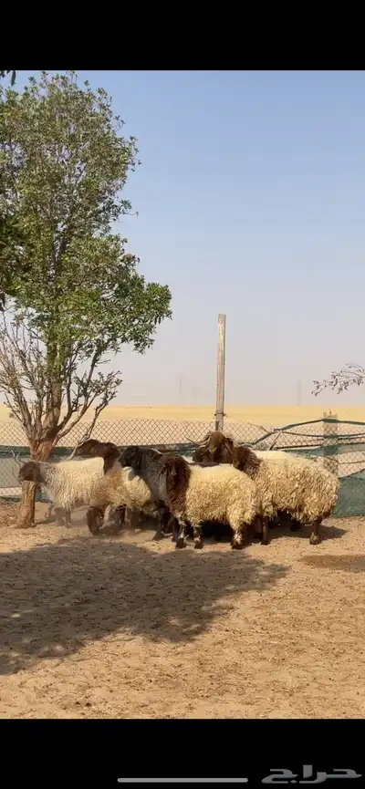 غنم نعيم صنف بفحلها 27
