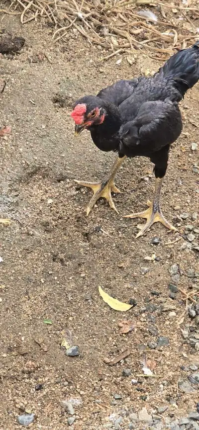 ديك قزمي 0