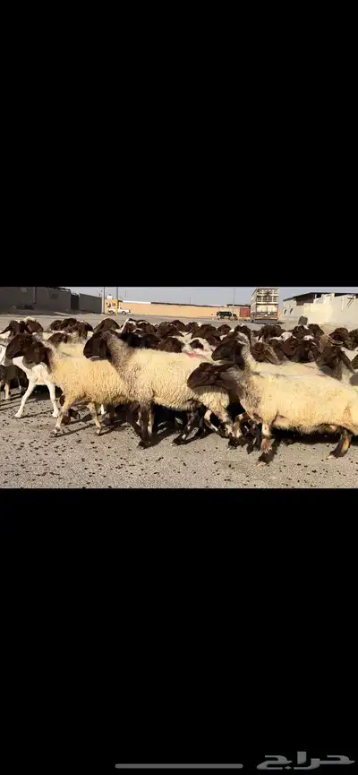 غنم نعيم مراح شرط الدفيع 12