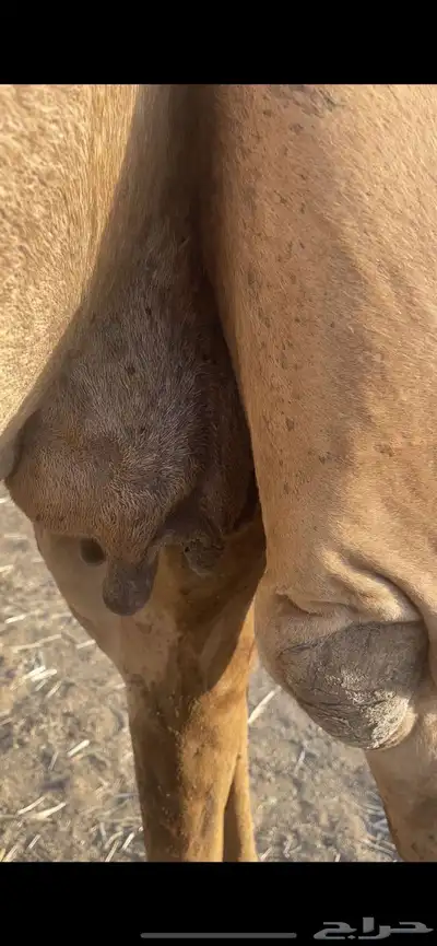 ملاقي تلد منيحه طيبه الحد 6500 2