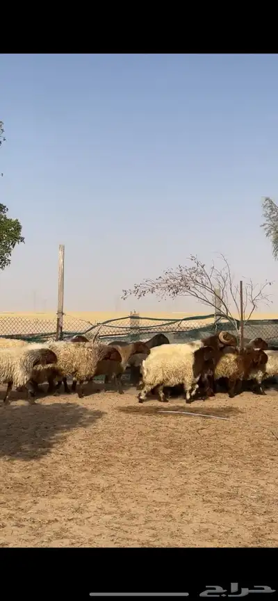 غنم نعيم صنف بفحلها 23